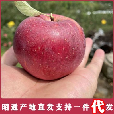 昭通红富士苹果水果新鲜应当季丑萍果3斤装苹果冰糖心可一件代发