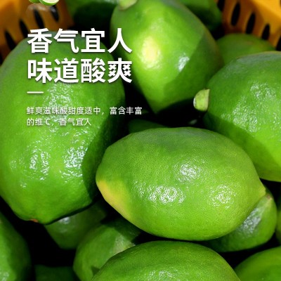 广东无籽香水柠檬果园现摘现发奶茶店专用批发一级果全国一件代发图1