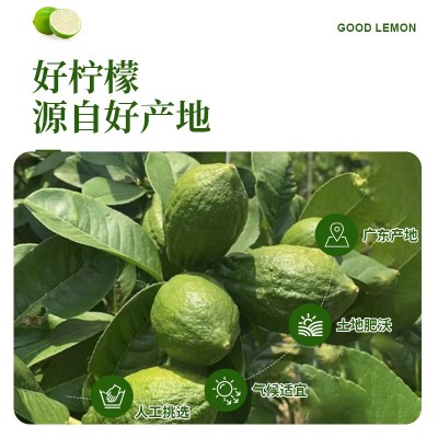 整箱广东香水柠檬农产品现摘现发柠檬果奶茶店专用水果一件代发图3