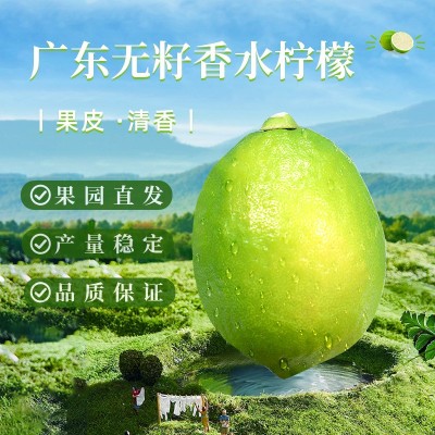 整箱广东香水柠檬农产品现摘现发柠檬果奶茶店专用水果一件代发图1