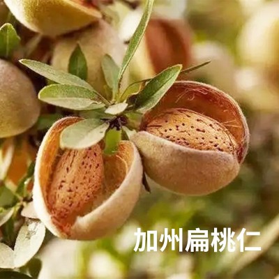 烘焙原料扁桃仁提取纤维粉批发巴旦木扁桃仁粉马卡龙饼干甜点厂家图4