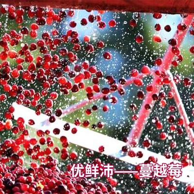 样品 1kg美国优鲜沛鲜红蔓越莓干饼干甜品烘焙跨境蔓越莓原料供应图4
