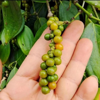 白胡椒粉海南调味料胡椒颗粒黑胡椒去腥增香厨房煲汤炒菜包邮图2