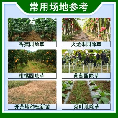精草铵膦铵盐牛筋草专用除草烂根剂农药正品草胺磷安磷果园灭草剂图4