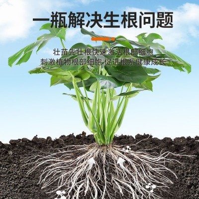爆根原液生根壮苗剂生根液氨基酸猛生根水溶肥冲施料根多多王素剂图2