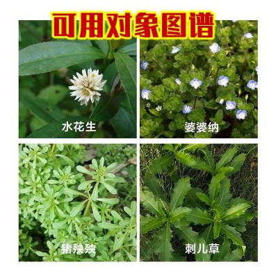 水花生套装四效合一专用除草剂烂根阔叶杂草氯氟吡氧乙酸异辛酯图3