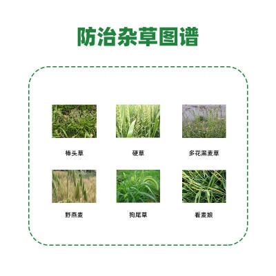 先正达爱秀5%唑啉草酯 小麦田杂草 黑麦草 看麦娘 菵草除草剂农药图3