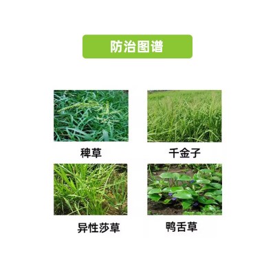 进口先正达扫茀特丙草胺 一年生杂草 除草剂封闭除草 农药农资图3