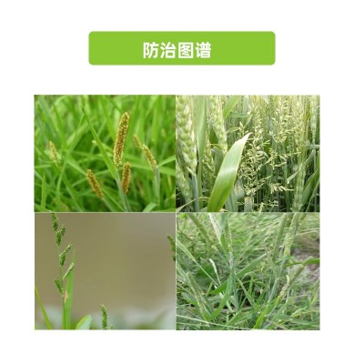 遍净50%异丙隆悬浮剂小麦田苗后早熟禾菵草看麦娘繁缕荠菜除草剂图3