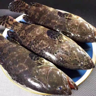 东山岛龙胆石斑鱼（活冻） 工厂直销 品质保障 有量有价图3