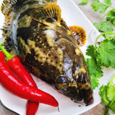 东山岛龙胆石斑鱼（活冻） 工厂直销 品质保障 有量有价图4