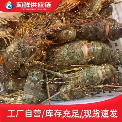 鲜活小青龙龙虾鲜冻冻货鲜活海鲜澳洲龙虾冷冻大龙虾奥龙澳洲速冻图2