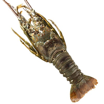 鲜活小青龙龙虾鲜冻冻货鲜活海鲜澳洲龙虾冷冻大龙虾奥龙澳洲速冻图4