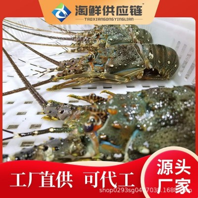 鲜活小青龙龙虾鲜冻冻货鲜活海鲜澳洲龙虾冷冻大龙虾奥龙澳洲速冻图3