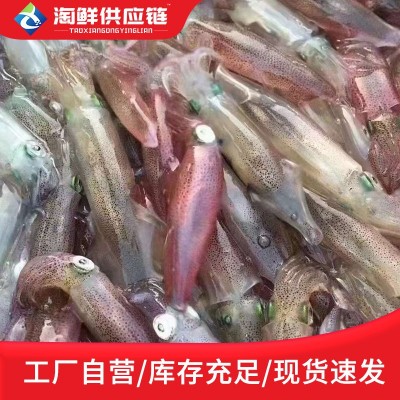 厂家直供东山岛本港野生小管鱿鱼大管中管活冻小管小鱿鱼灯光鱿鱼图2