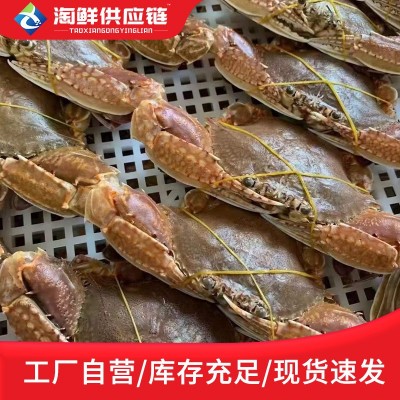 拥剑蟹东山岛海蟹扁蟹肉蟹梭子蟹麻辣蟹排清蒸螃蟹野生放笼水产品图4