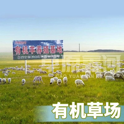 正宗内蒙古羔羊肉片原切250g盒装烧烤火锅食材涮锅羔羊肉批发图2