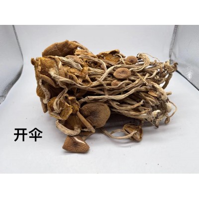 新货茶树菇干货不开伞开伞散装批发500g新菇厂家直供产地直销图2