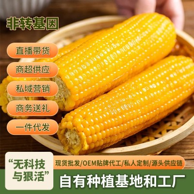 东北玉米棒非转基因吉林糯玉米独立真空包装黄玉米一件代发批发图2