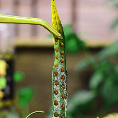 化石草瓶装孢子肾精茶化石草茶肾精茶当季新货源头厂家批发代发图2