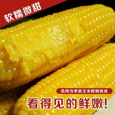 东北五常黄糯白玉米8根240克大棒甜玉米粘黏苞米粗粮真空包装图3