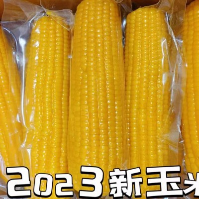 东北五常黄糯白玉米8根240克大棒甜玉米粘黏苞米粗粮真空包装图2
