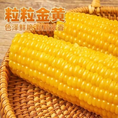 东北五常黄糯白玉米8根240克大棒甜玉米粘黏苞米粗粮真空包装图5