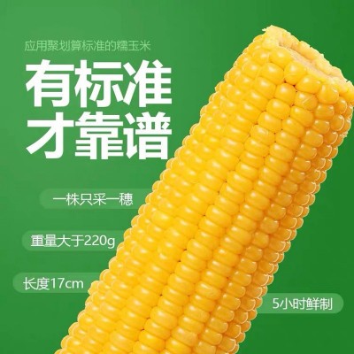 五常黑土种植黄糯玉米255克8根大棒2023年新东北苞米粘玉米代批发图4