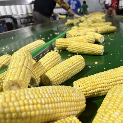 五常黑土种植黄糯玉米255克8根大棒2023年新东北苞米粘玉米代批发图5