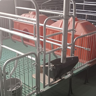 养猪设备复合母猪产床仔猪双体保育床 双体母猪产床定位栏批发图4