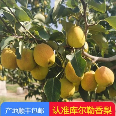新疆库尔勒香梨3斤装孕妇水果正宗鲜果特级特甜大果顺丰到家图5
