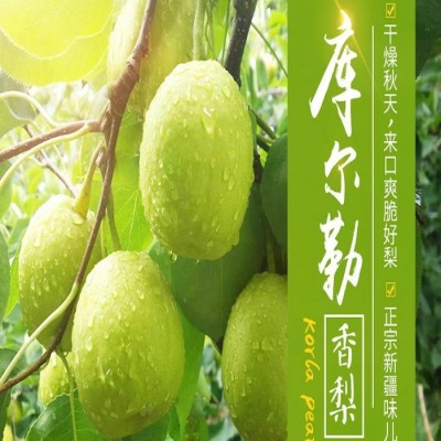 新疆库尔勒香梨孕妇水果小孩老人润桑润喉皮薄肉厚一口爆汁图2