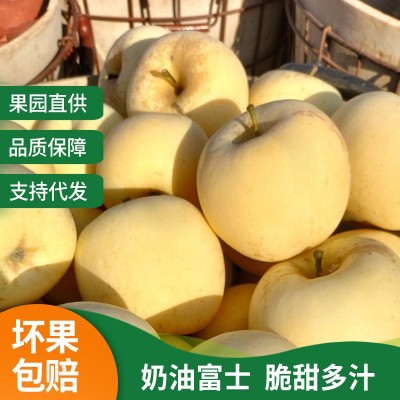 山东栖霞苹果黄金奶油富士 5斤装脆甜多汁冰糖心水果批发支持代发图1