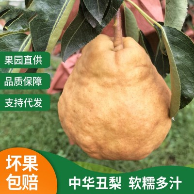 正宗山东烟台中华丑梨软糯多汁5斤丑八怪梨整箱太婆啤梨批发代发图1