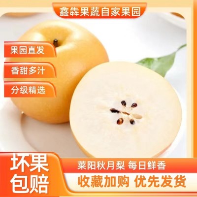 正宗山东莱阳秋月梨皮薄超甜礼盒装新鲜羊脂秋月脆甜多汁支持代发图1
