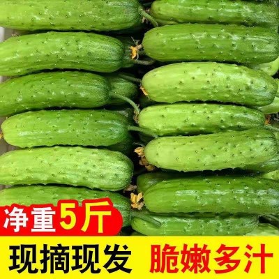 烟台水果黄瓜5斤3基地直供现摘新鲜蔬菜水果小黄瓜非海阳白玉黄瓜图1