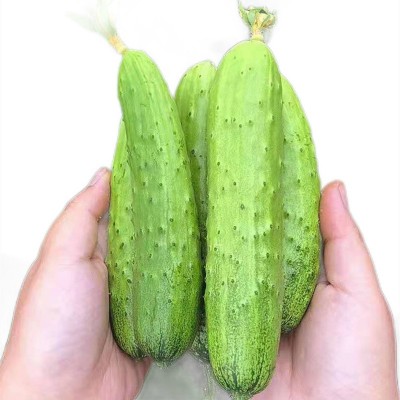 烟台水果黄瓜5斤3基地直供现摘新鲜蔬菜水果小黄瓜非海阳白玉黄瓜图4