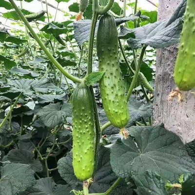 烟台水果黄瓜5斤3基地直供现摘新鲜蔬菜水果小黄瓜非海阳白玉黄瓜图2