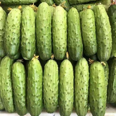 烟台水果黄瓜5斤3基地直供现摘新鲜蔬菜水果小黄瓜非海阳白玉黄瓜图3