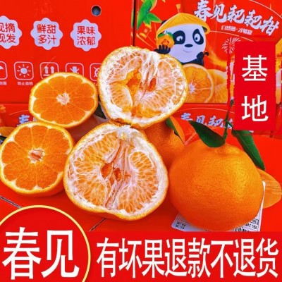 四川蒲江 春见耙耙柑 新鲜柑橘 当季水果现摘现发一件代发包邮图1