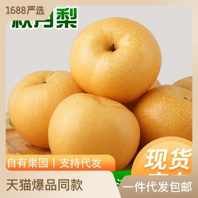 山东秋月梨莱阳梨果农新鲜采摘丰水梨南水梨水果烟台秋月 梨代发图5