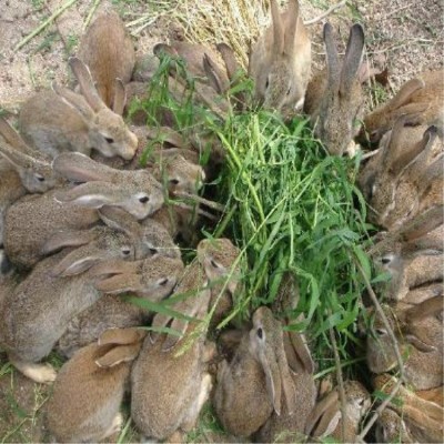 大量批发新西兰种兔和比利时野兔外加出售长毛宠物兔 狮子兔包邮图2