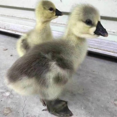 纯种正宗狮头鹅种蛋受精蛋1枚品种可孵化种蛋满6枚顺丰包邮图4