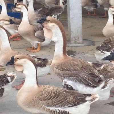 纯种正宗狮头鹅种蛋受精蛋1枚品种可孵化种蛋满6枚顺丰包邮图1