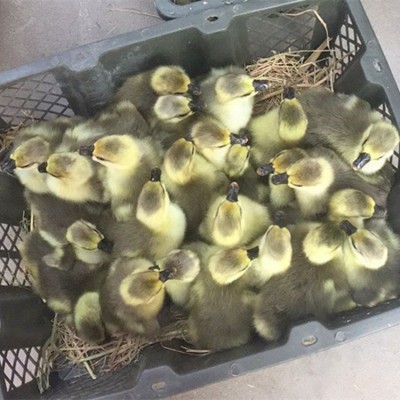 纯种正宗狮头鹅种蛋受精蛋1枚品种可孵化种蛋满6枚顺丰包邮图3