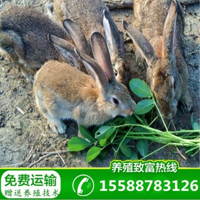 比利时兔批发大型肉兔子活体厂家直供兔苗幼崽出售送养殖技术图3