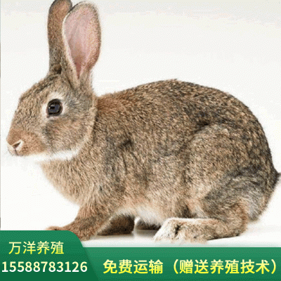 比利时兔批发大型肉兔子活体厂家直供兔苗幼崽出售送养殖技术图1