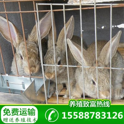 比利时兔批发大型肉兔子活体厂家直供兔苗幼崽出售送养殖技术图2