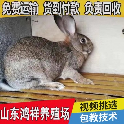 山东低价促销繁殖比利时兔 比利时怀孕比利时肉兔批发 种兔价格图4