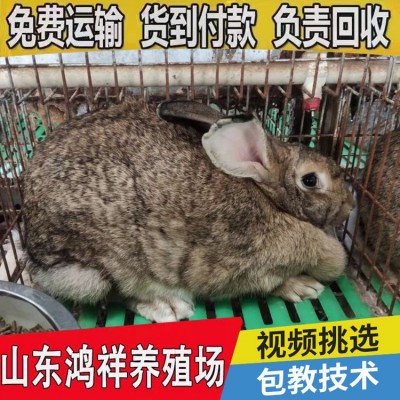 山东低价促销繁殖比利时兔 比利时怀孕比利时肉兔批发 种兔价格图5